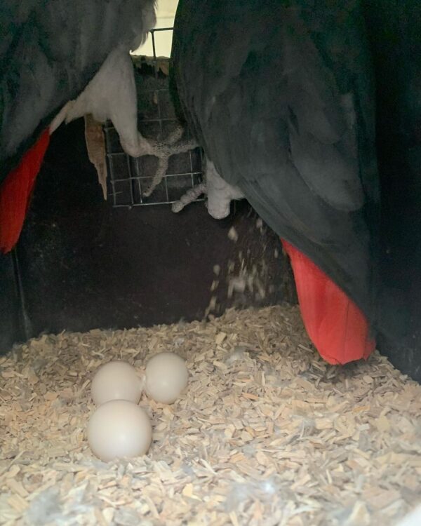 Umbrella Cockatoo Parrot Eggs