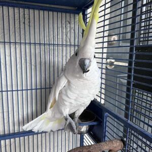 Sulphur-crested cockatoo