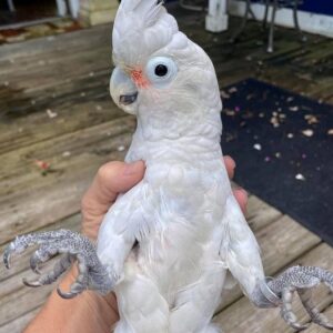 Goffin’s cockatoos (Tanimbar corella)