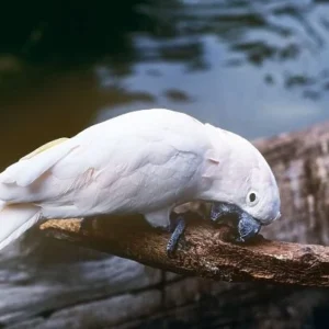 Salmon-crested Cockatoo