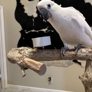 Sulphur-crested cockatoo