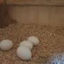 Salmon-crested cockatoo parrot eggs