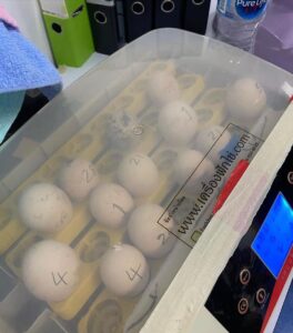 Read more about the article Our Fertile Parrot Eggs